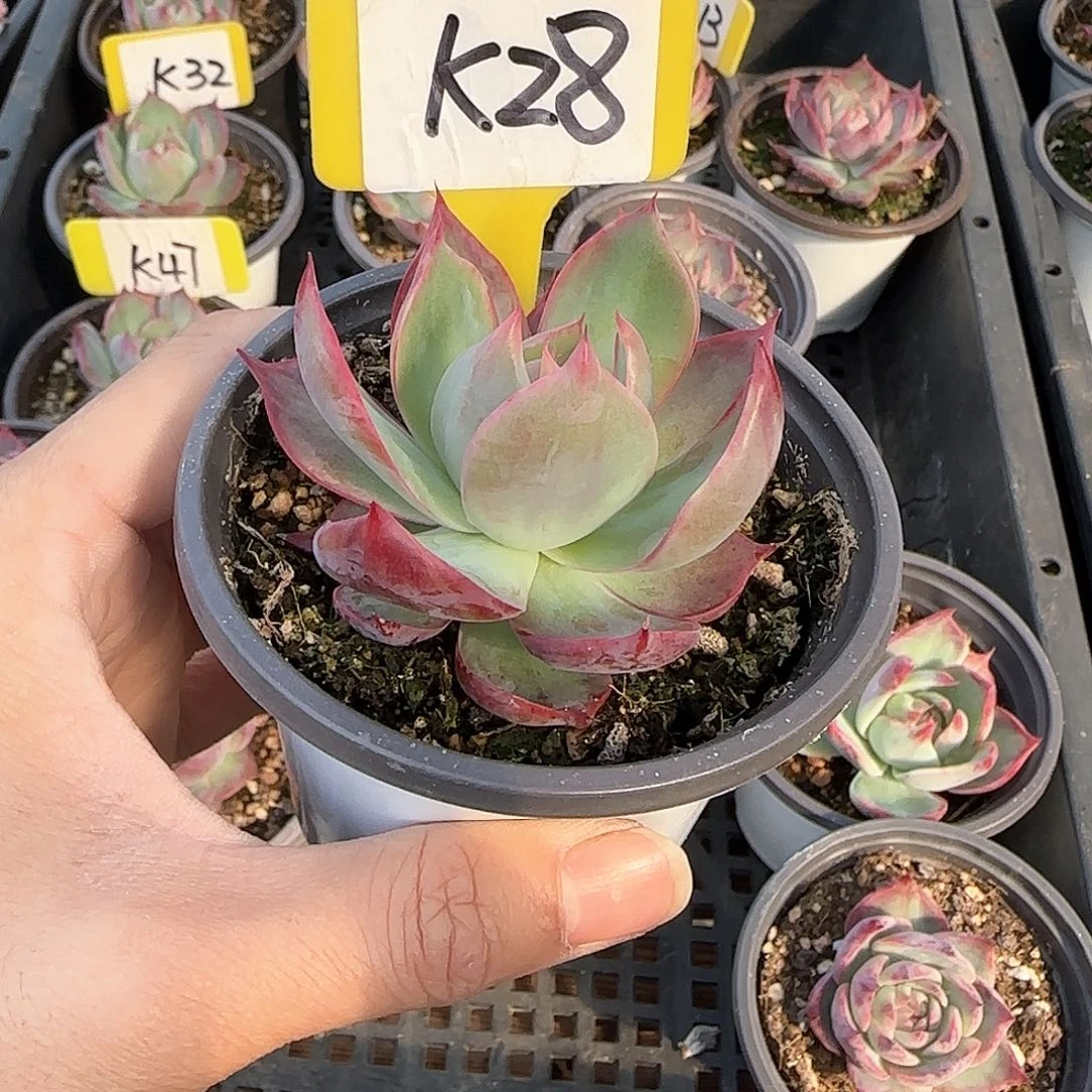 有***。K28惊鸿单头多肉