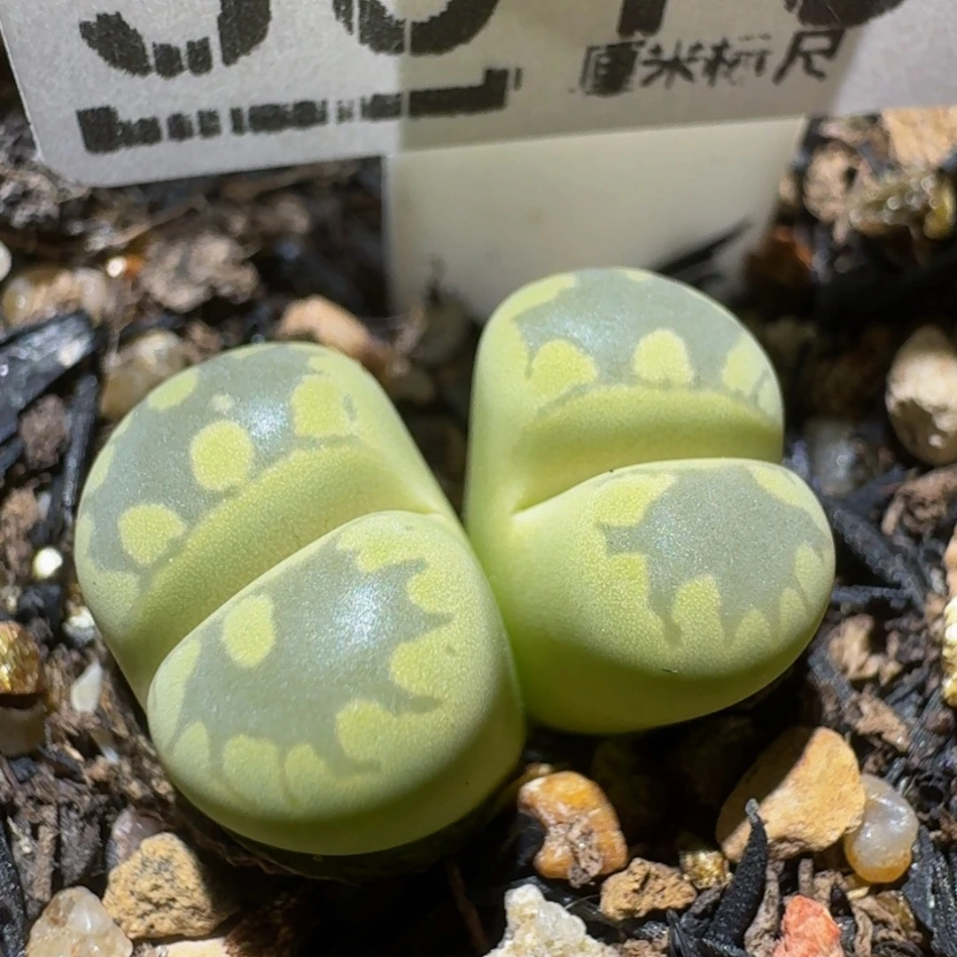 绝绝绝子生石花3010