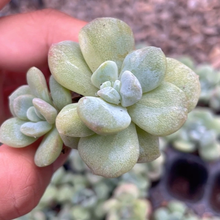 一物一拍满18包邮