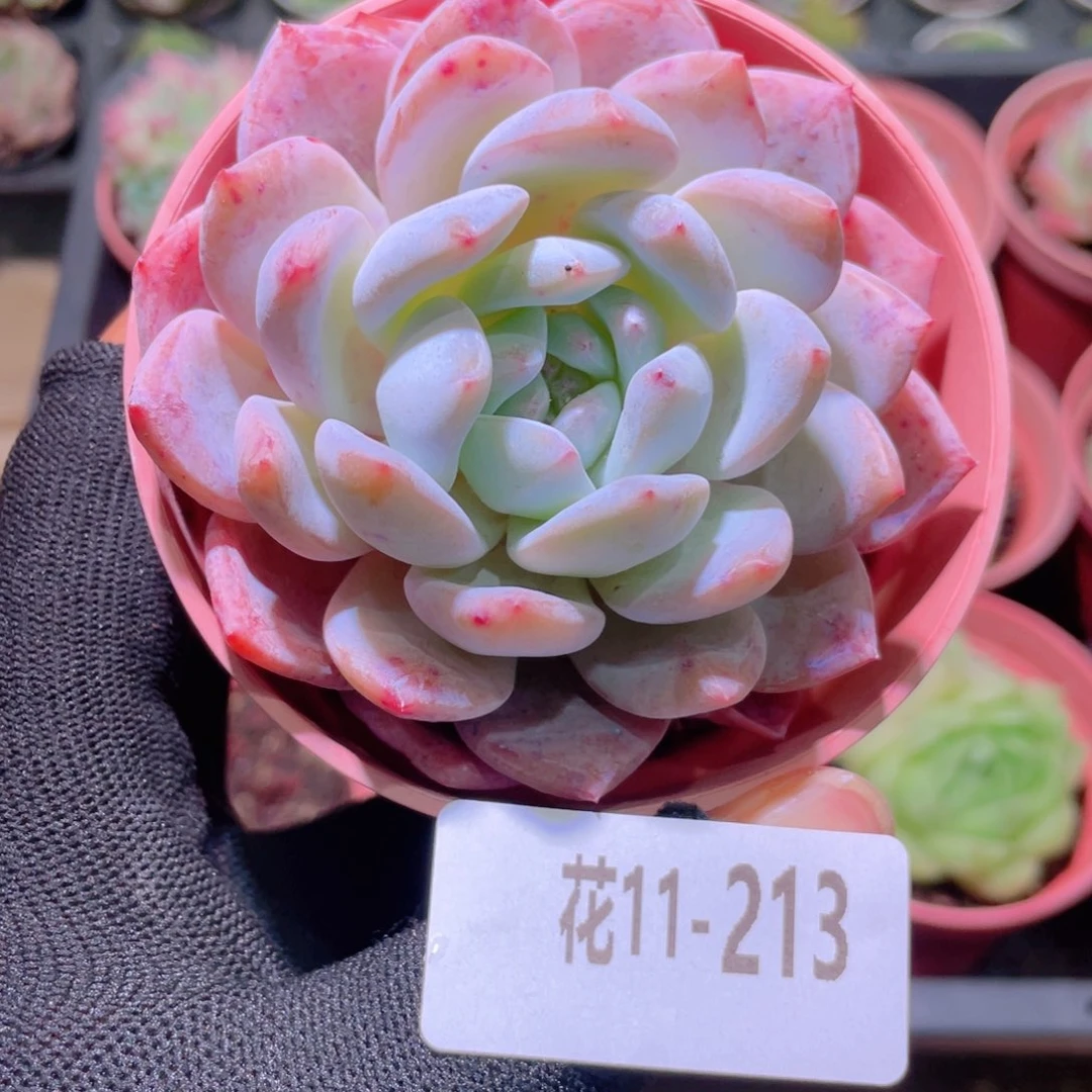 花利美11-213橙梦露