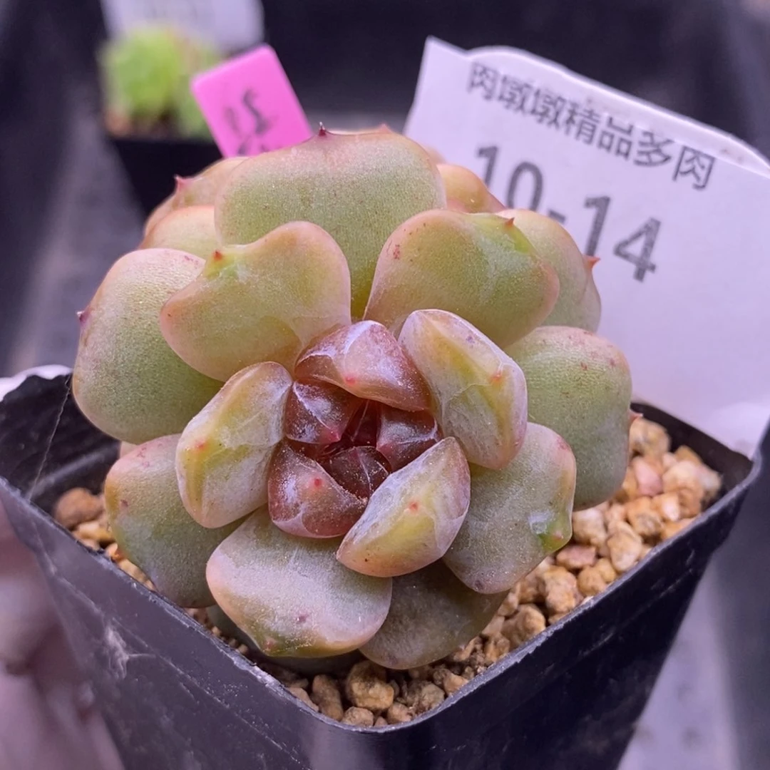 【闪购商品】10-14红恋