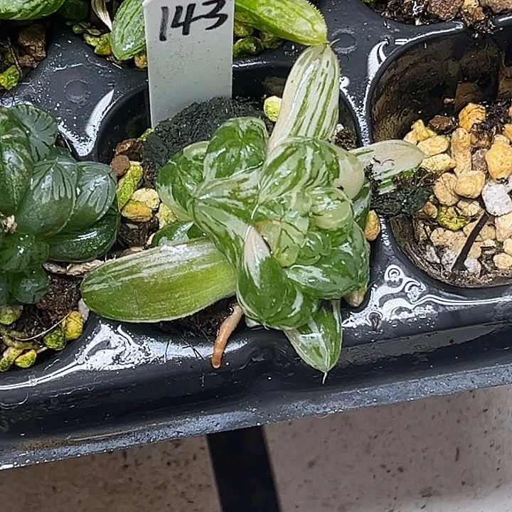 143双头大窗玛琳玉露锦脱土发货