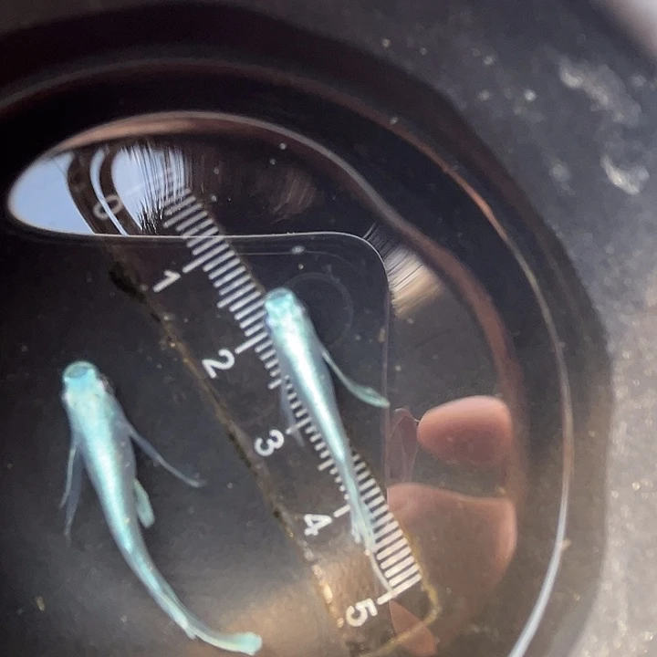 海水鱼观背青鱂鱼天使之翼一对