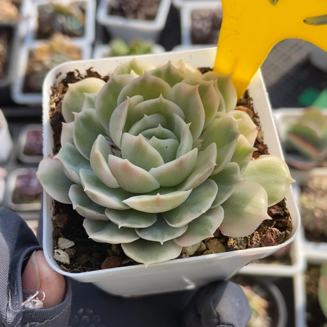 873昂锦多肉植物保护