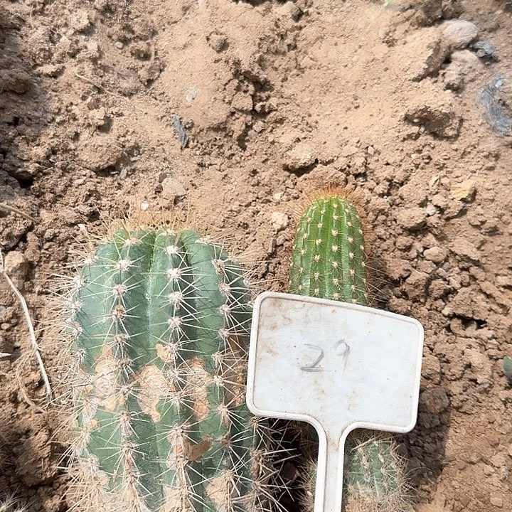 W***W29号毛花柱瑕疵球西面抨击20