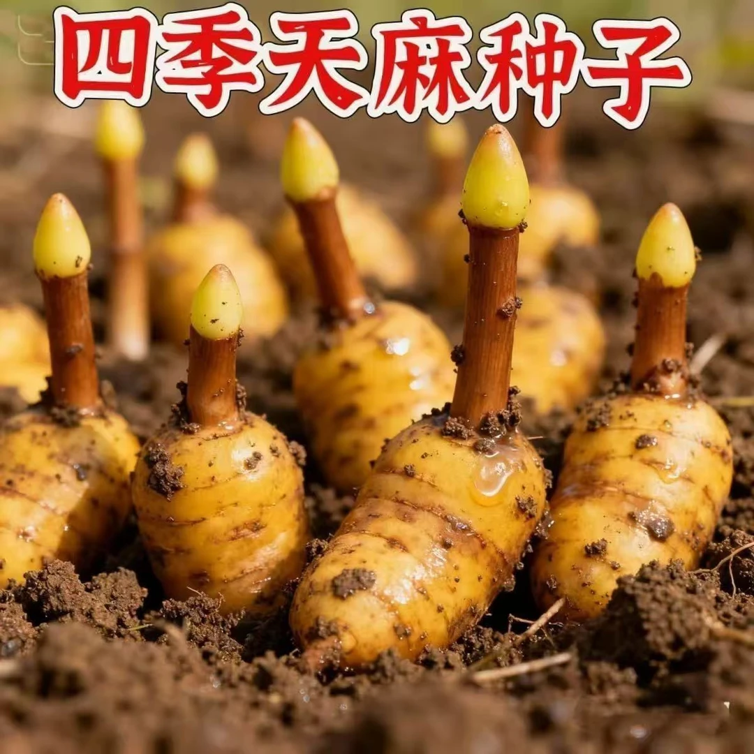 【天麻种子】【送种植说明】适合阳台盆栽种植28