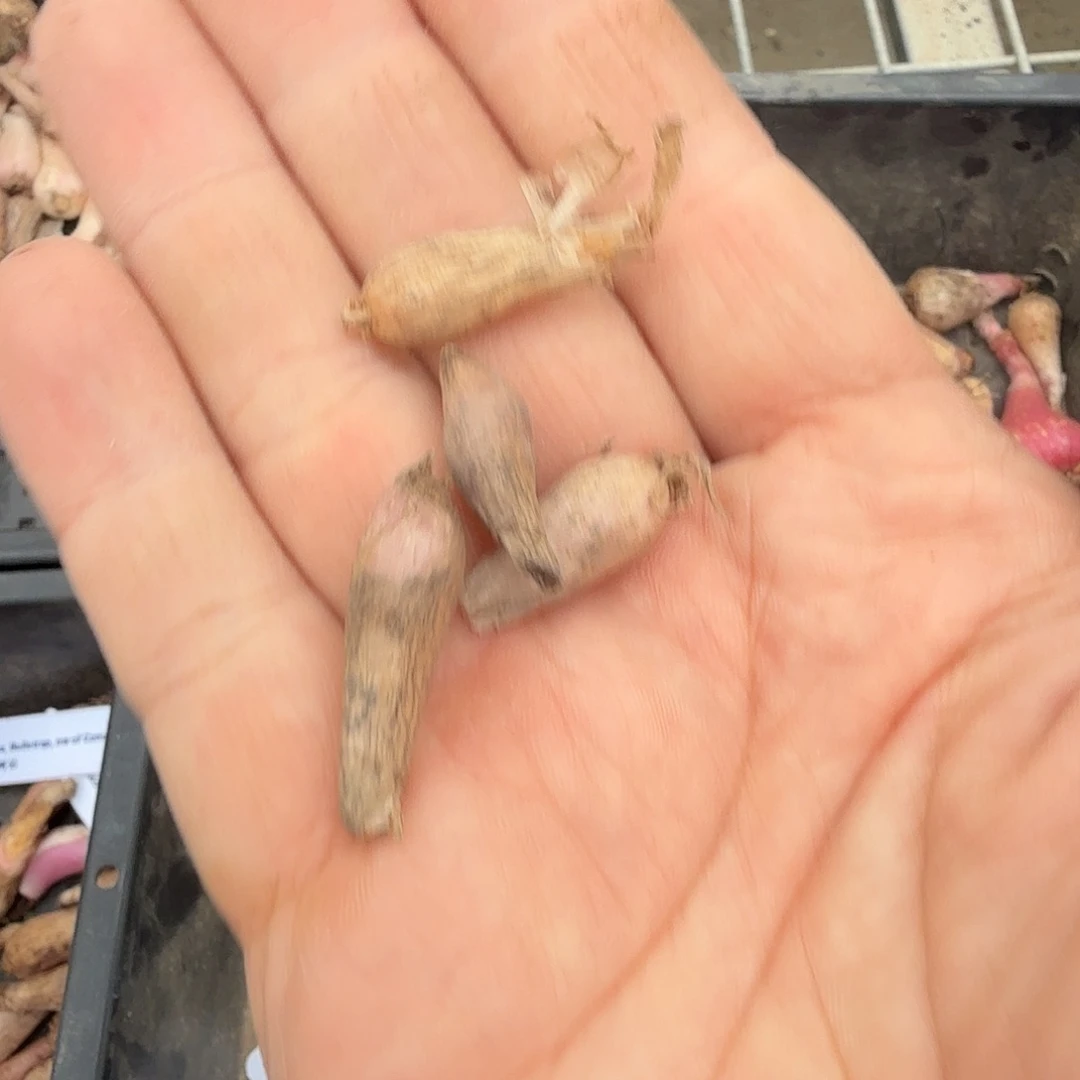 金刚钻一组四个包邮