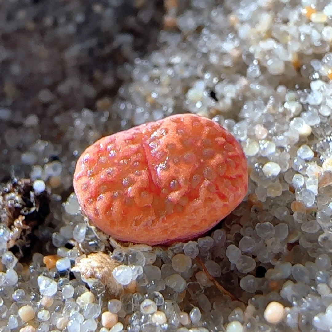 6.2.96/泡泡勋章/