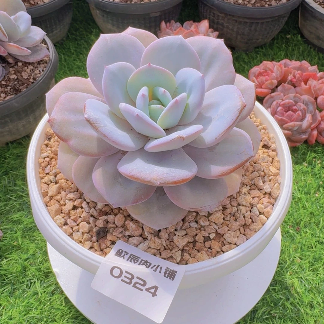 多肉植物奶茶单头0324