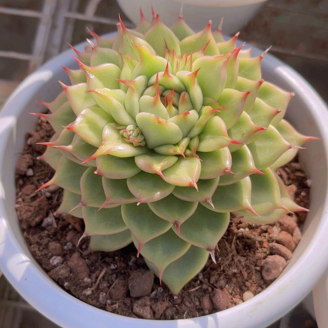 托斯卡石化11公分99999999999