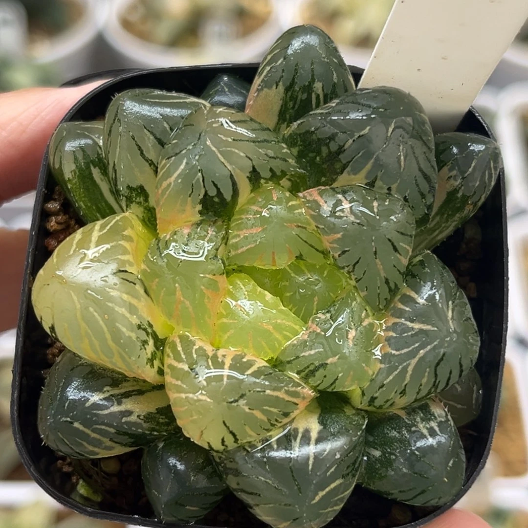 94巨大孔明灯玉露锦福利专场