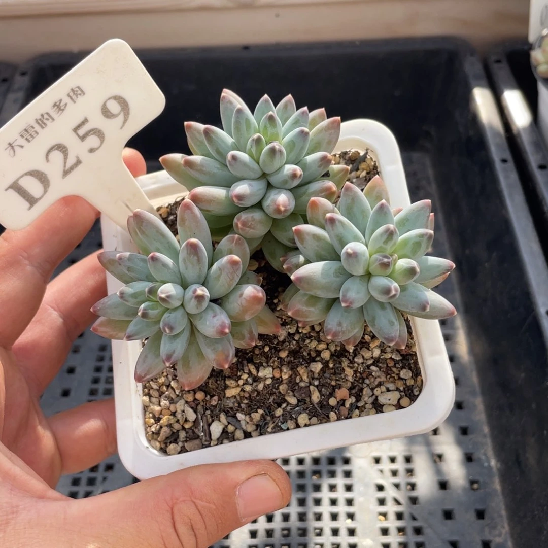 259暗纹不带盆9厘米