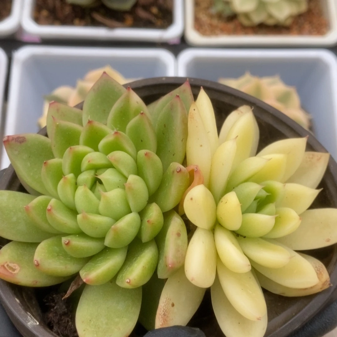 676西亚锦锦锦锦锦锦锦