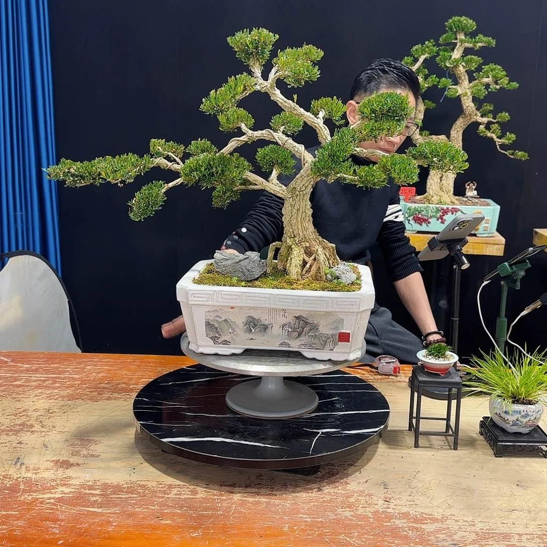 黄杨室内室外盆景艺术