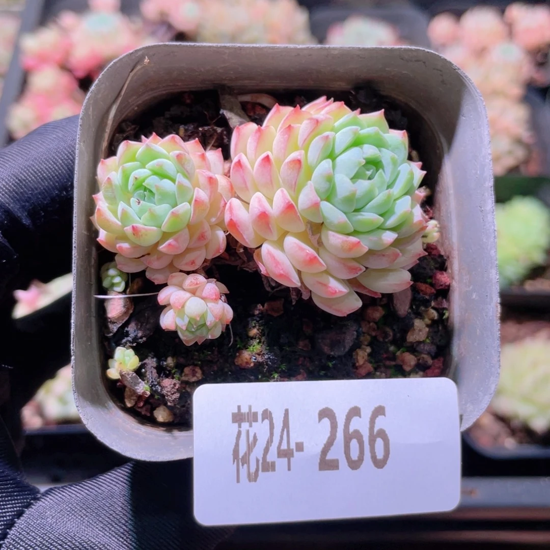 花利美24-266小粉莓