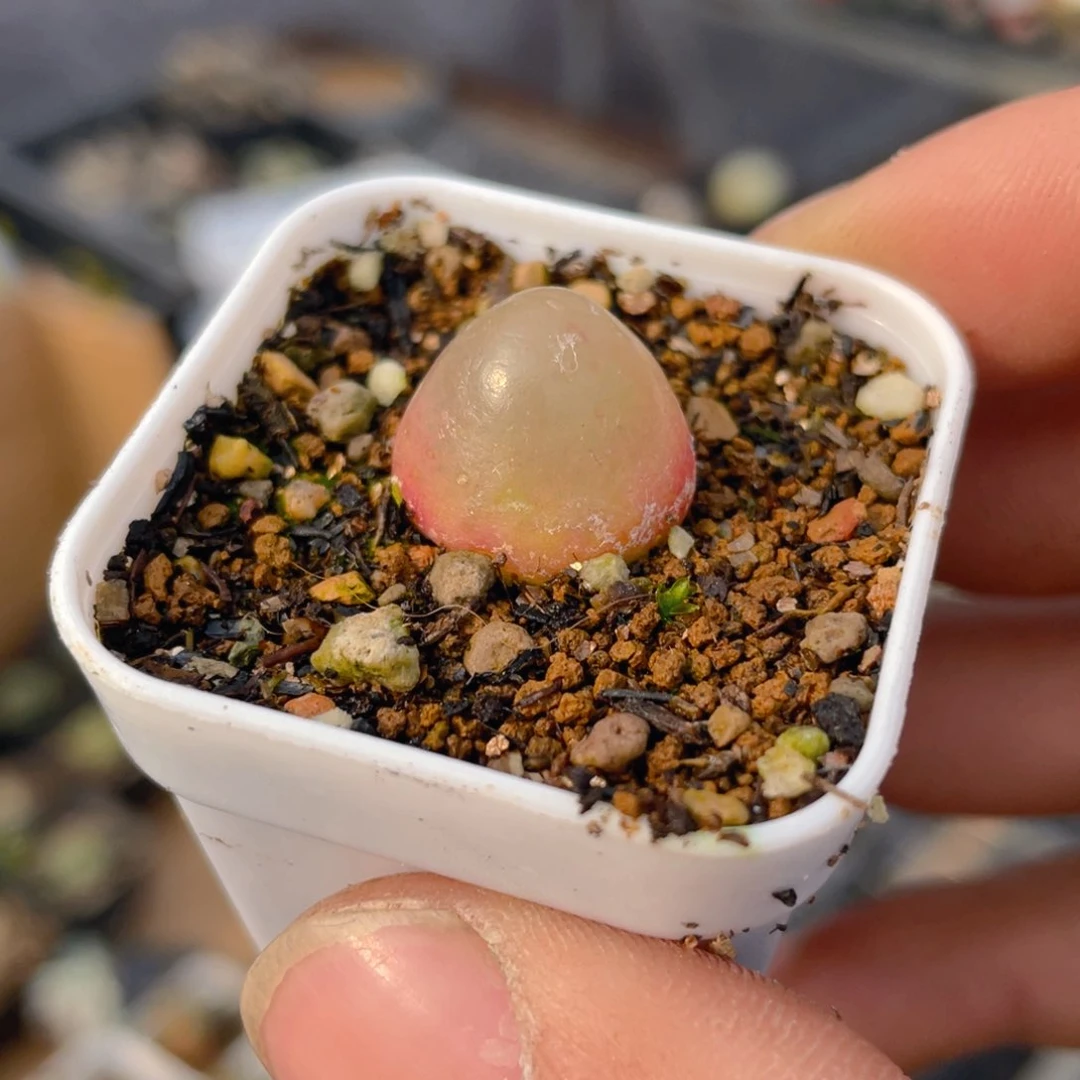 灯泡多肉9.9包邮