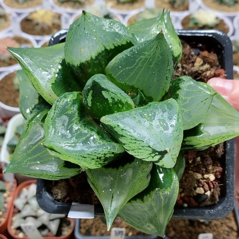 【闪购商品】86裹般若大母本