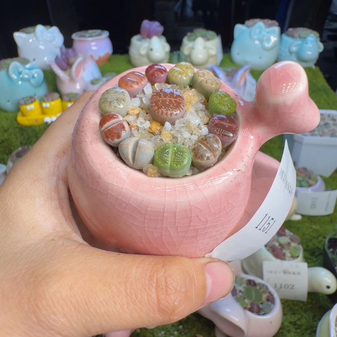 f***s多肉植物开播福利冲1151