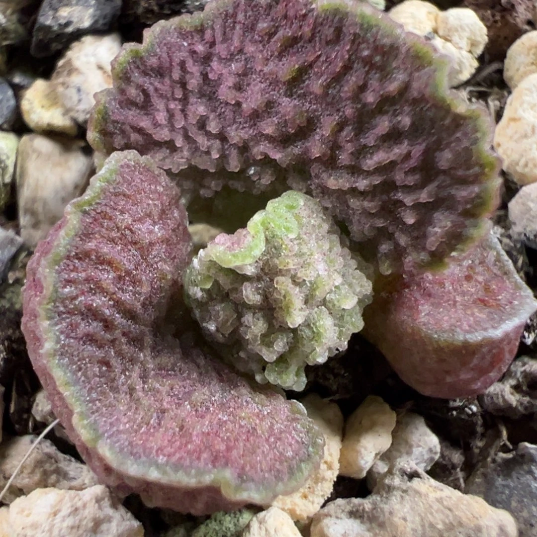 实生新品多肉植物水泡多肉植物水泡