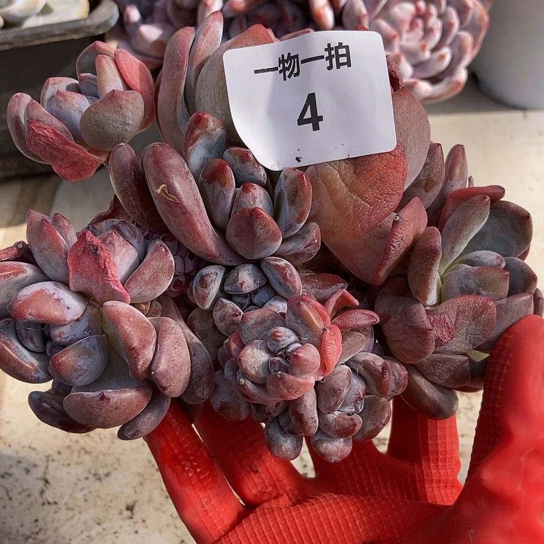 4 号一物一拍不退不换