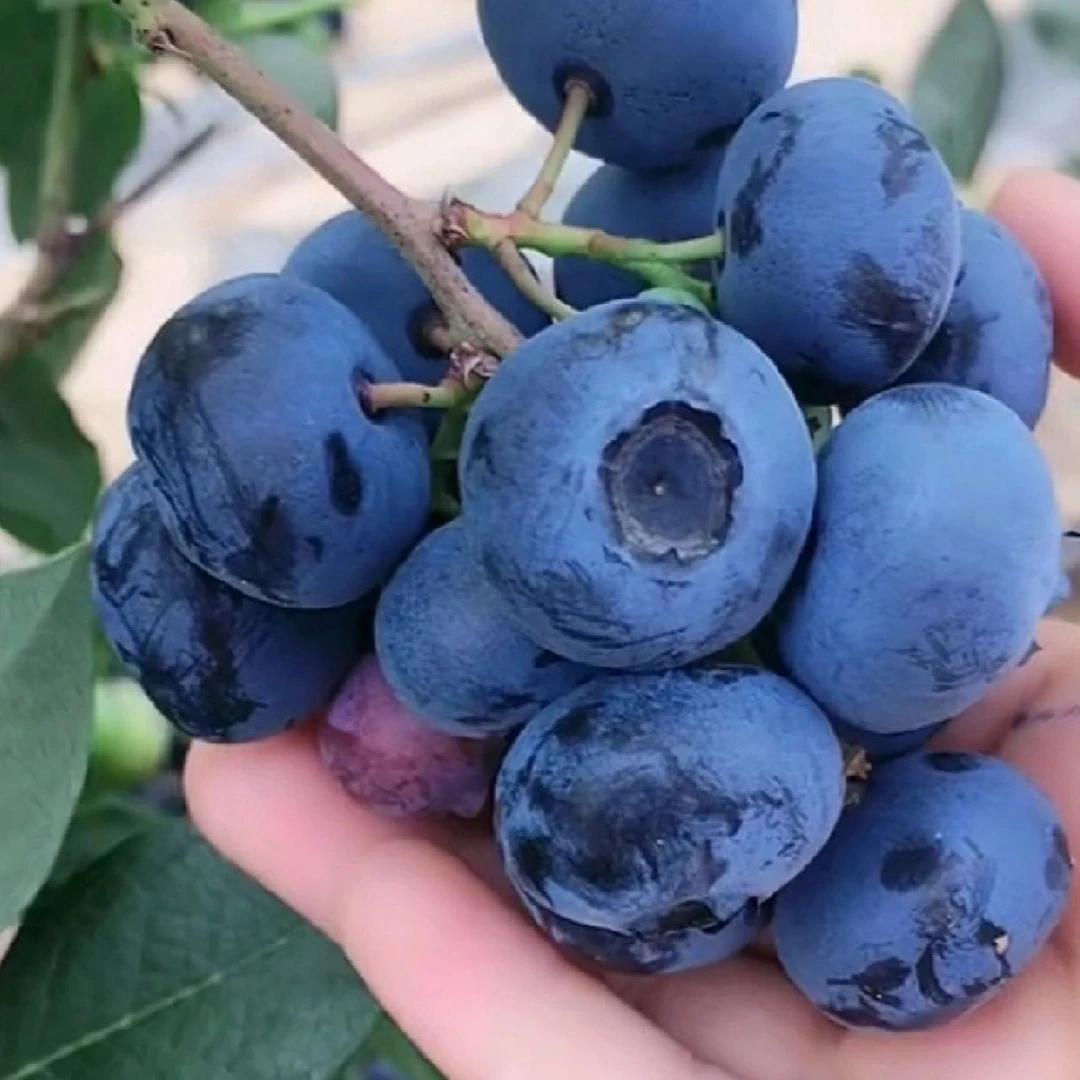 蓝莓树苗蓝莓家养盆栽一物一拍带花苞带果适合阳台地栽果树