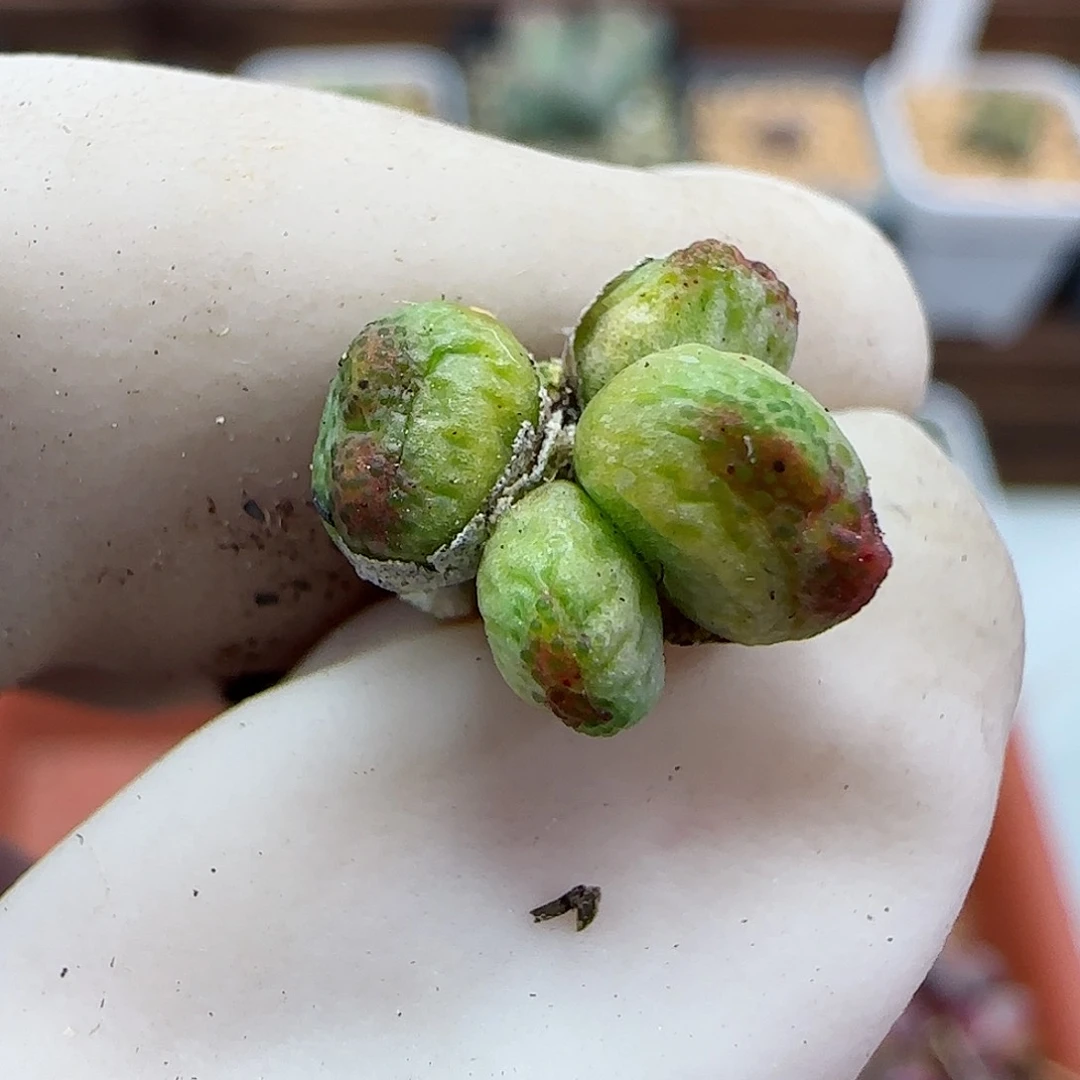 226龙猫斑马福利