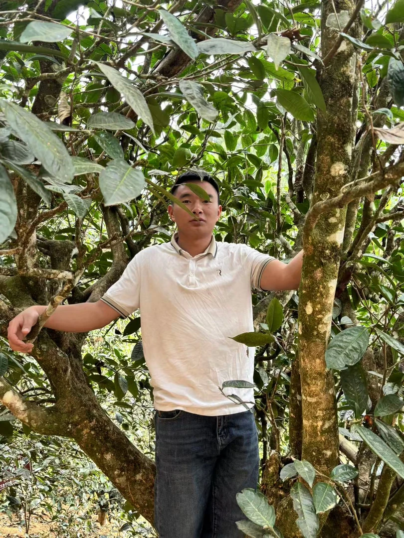 生态茶散料（生茶）100g