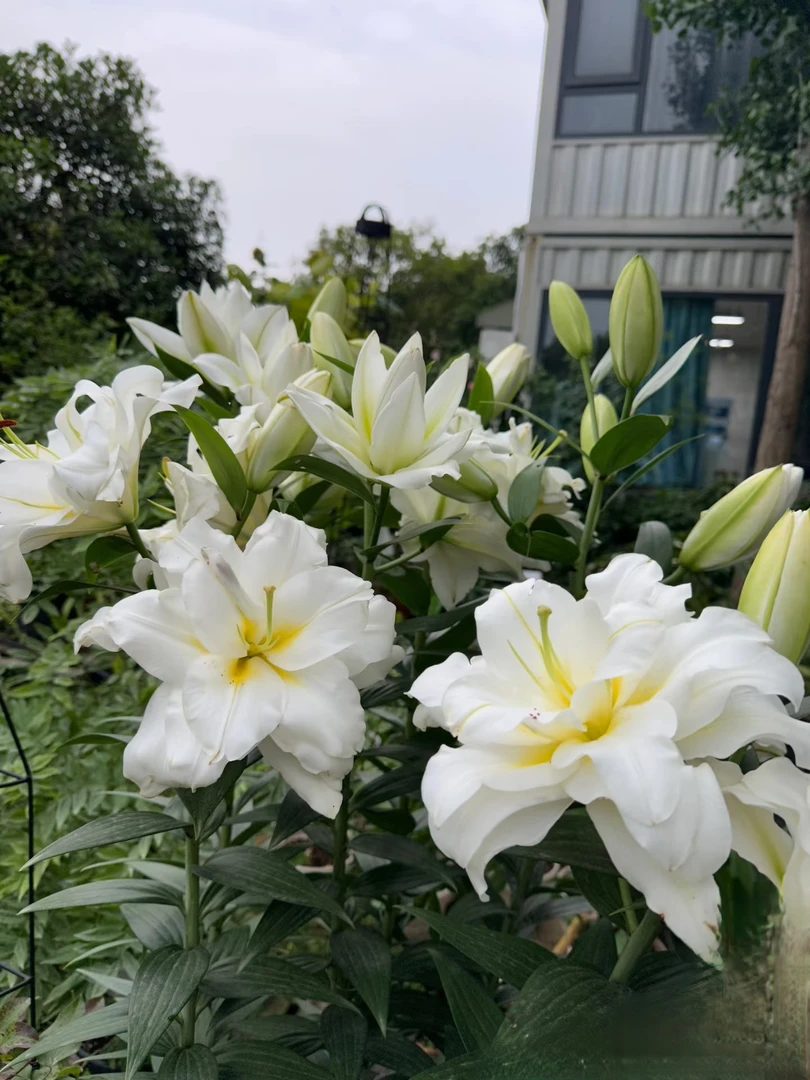 【暴风雪 】盆栽 白色重瓣百合种球