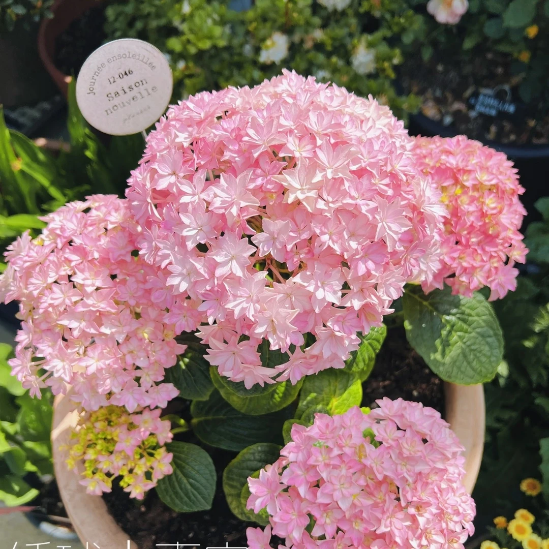 【嘉宝】1加仑嘉宝