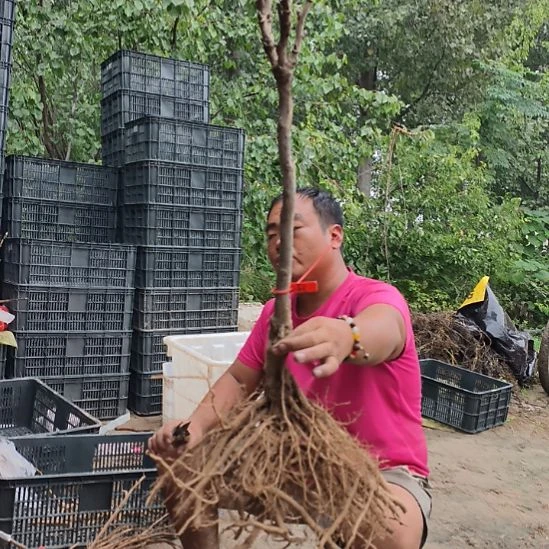 当前无花朵，栽培后可花朵花王121
