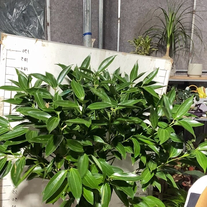 完全开放处理老桩平安树88的