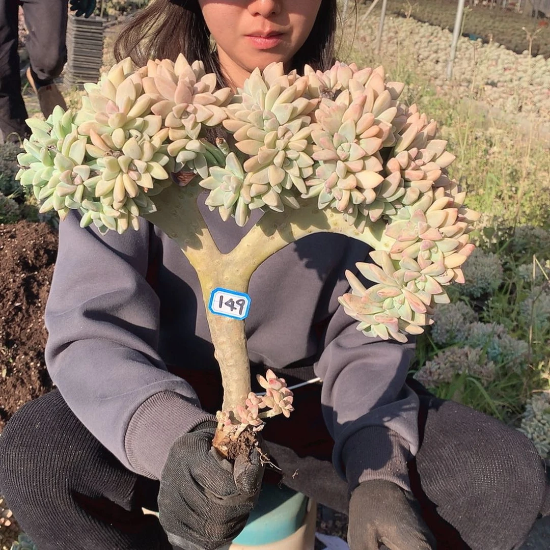 149 淡雪缀 一物一拍