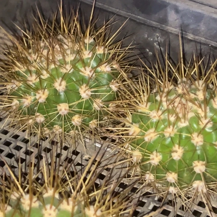 清清桃玥侧牙瑕疵有黑点