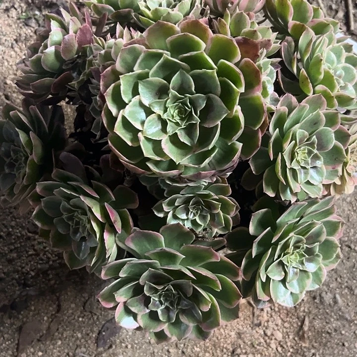 多肉植物粉花妖锦…………