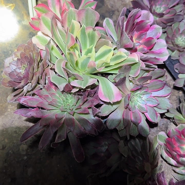 新人见面礼6颗不同品种福利