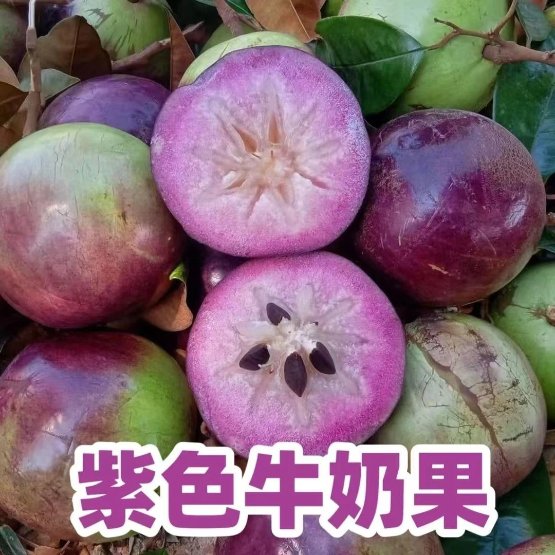 顺丰现摘紫色牛奶果星苹果紫海星时令当季新鲜水果大果整箱包邮