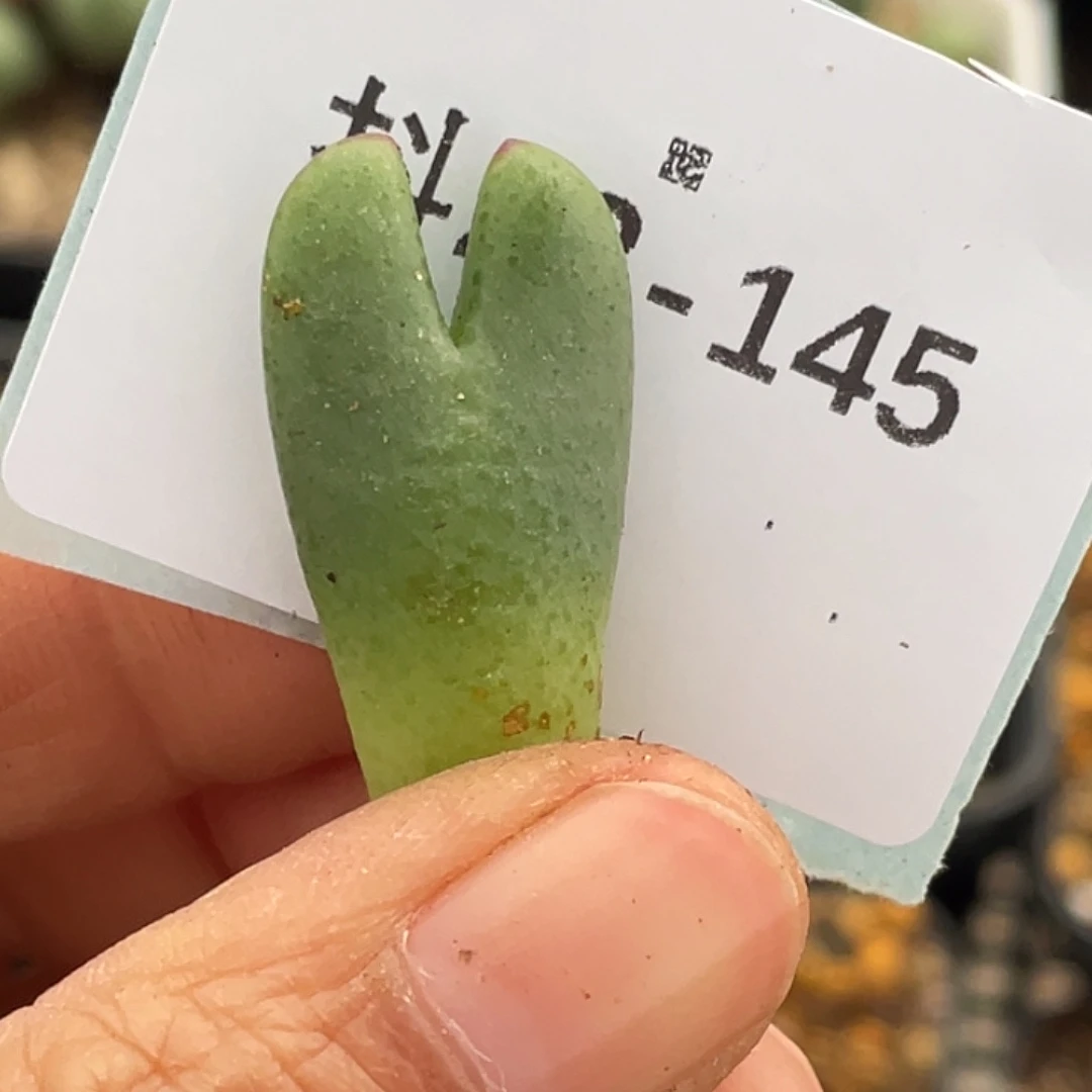 快***米23-145肉锥多肉植物