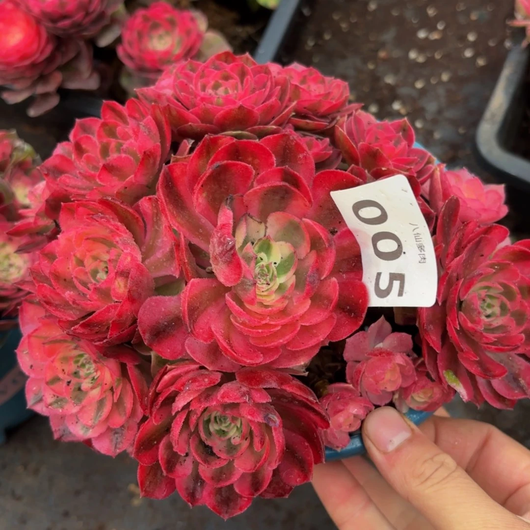 005多肉植物倾城