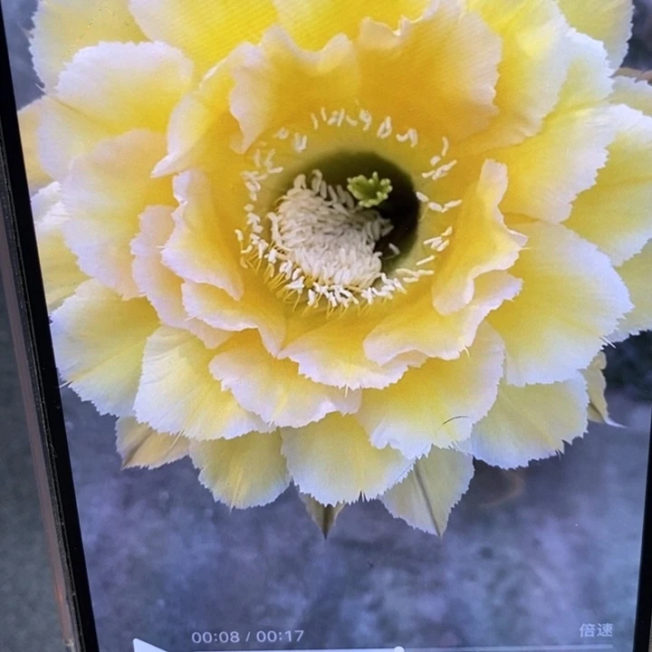 香香新黄白侧芽3公分左右