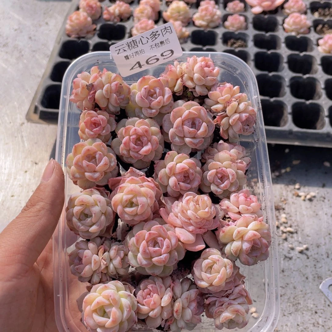 云糖心多肉植物469