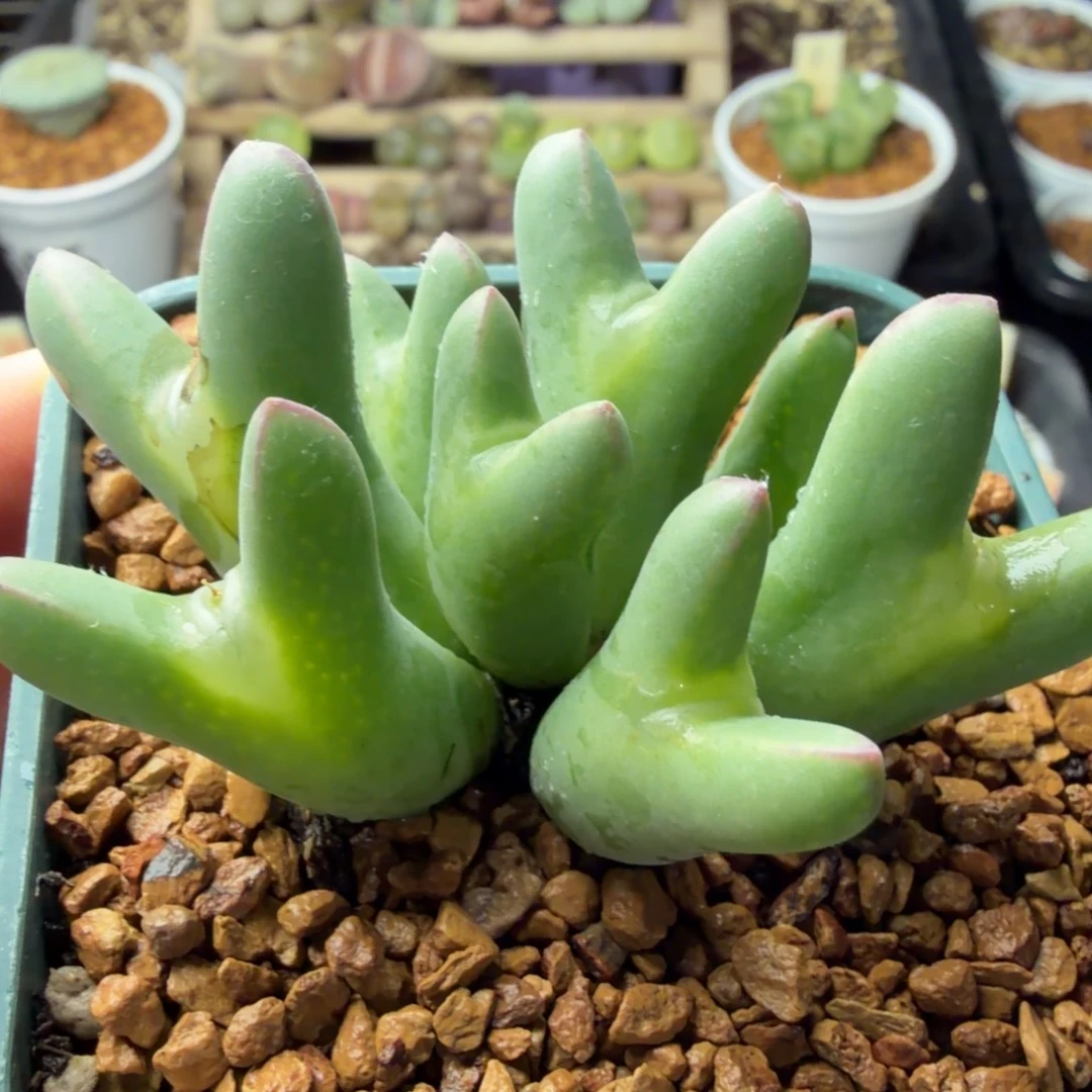 皮卡丘9头福利精品653号