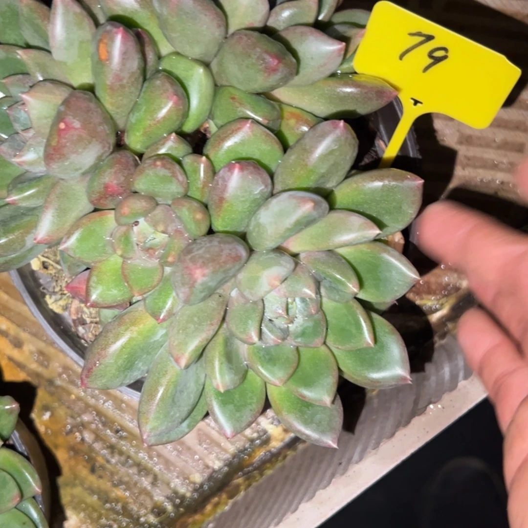 可***柴79号胖体红象牙多肉植物25