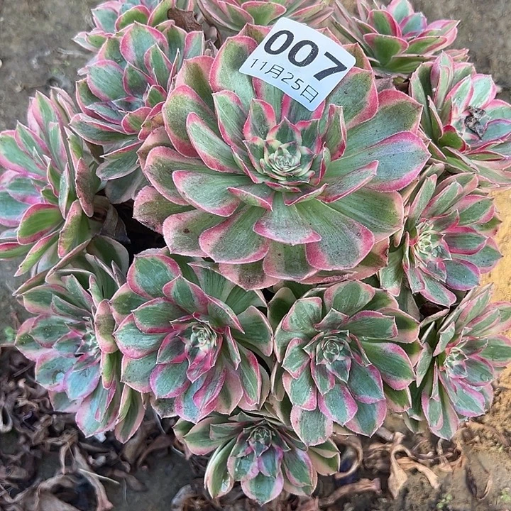 11.25-7云河多肉植物1