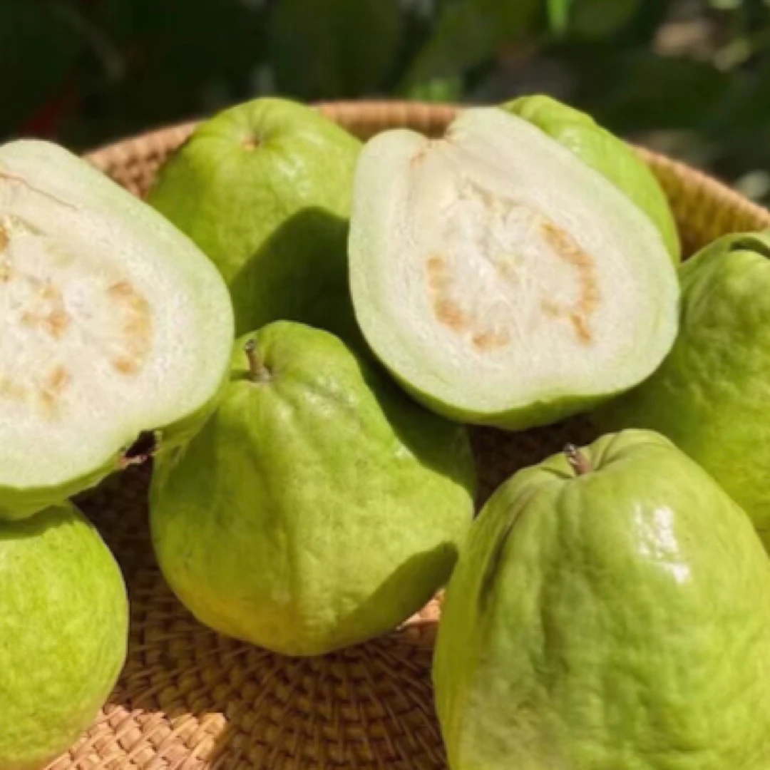 【长岭徐氏果业】树熟奶油芭乐单个，约50克