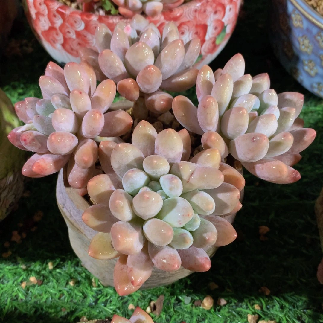 香水手指13 公分一物一拍