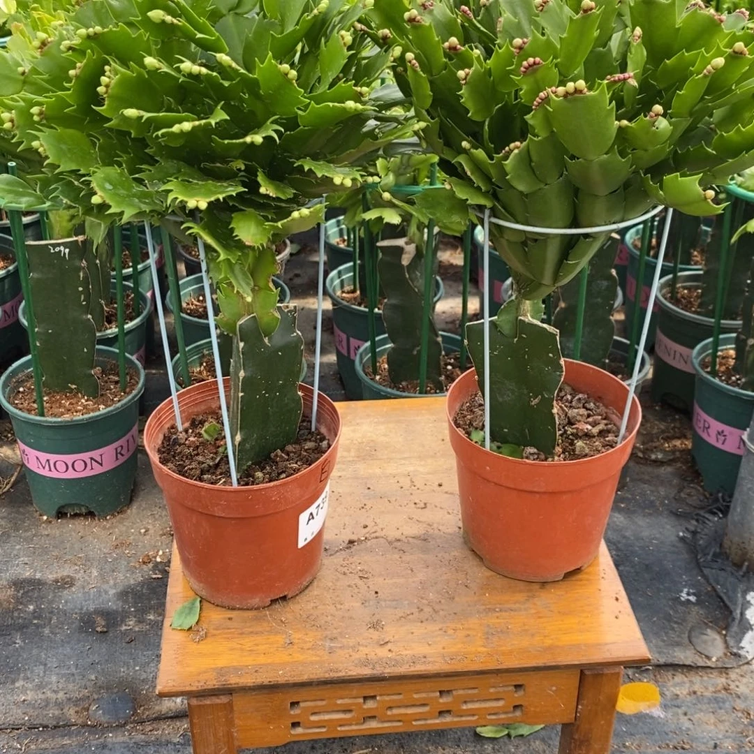 完全开放739.164嫁接