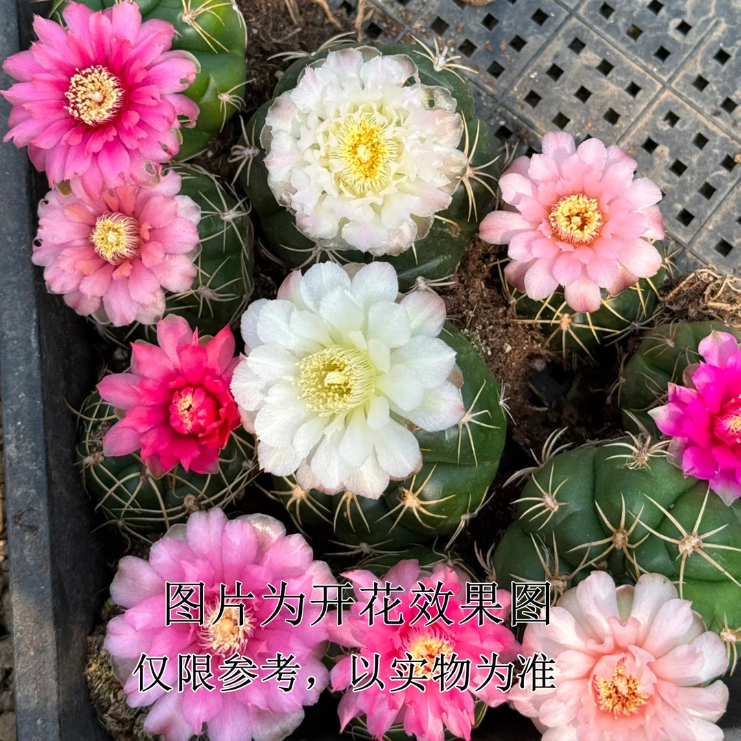 海王仙人球多肉植物6-8cm裸根发货