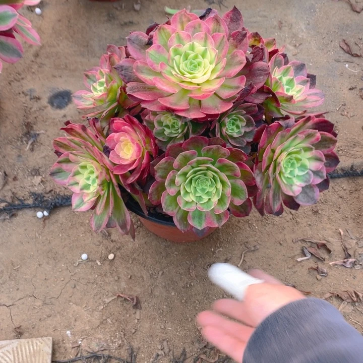 347海仙法师多肉断枝不售后