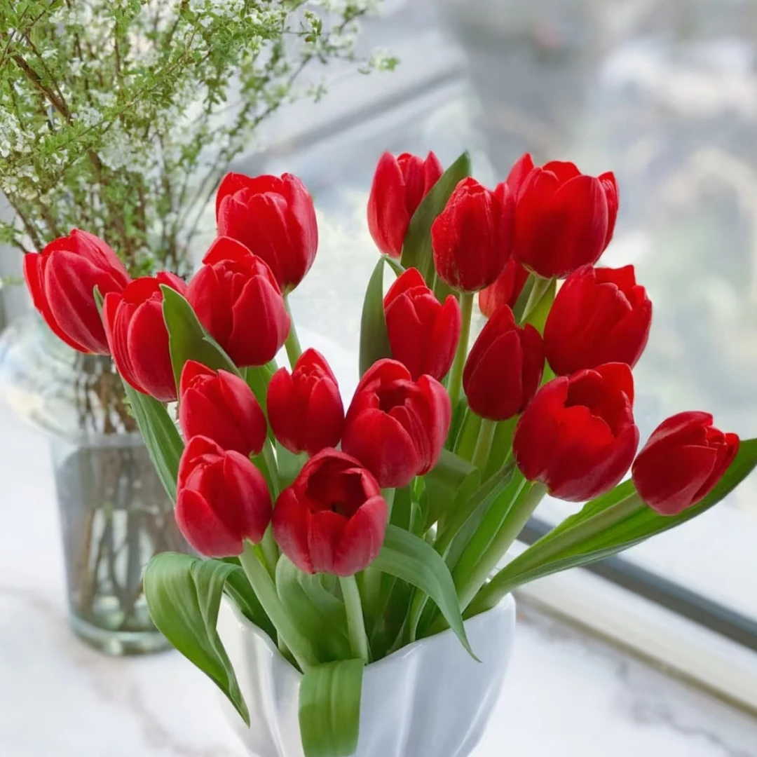 文静专属『法国红郁金香5枝』 全场任意满两单及以上鲜花顺丰包邮 送银柳十枝 送一份保温棉发货