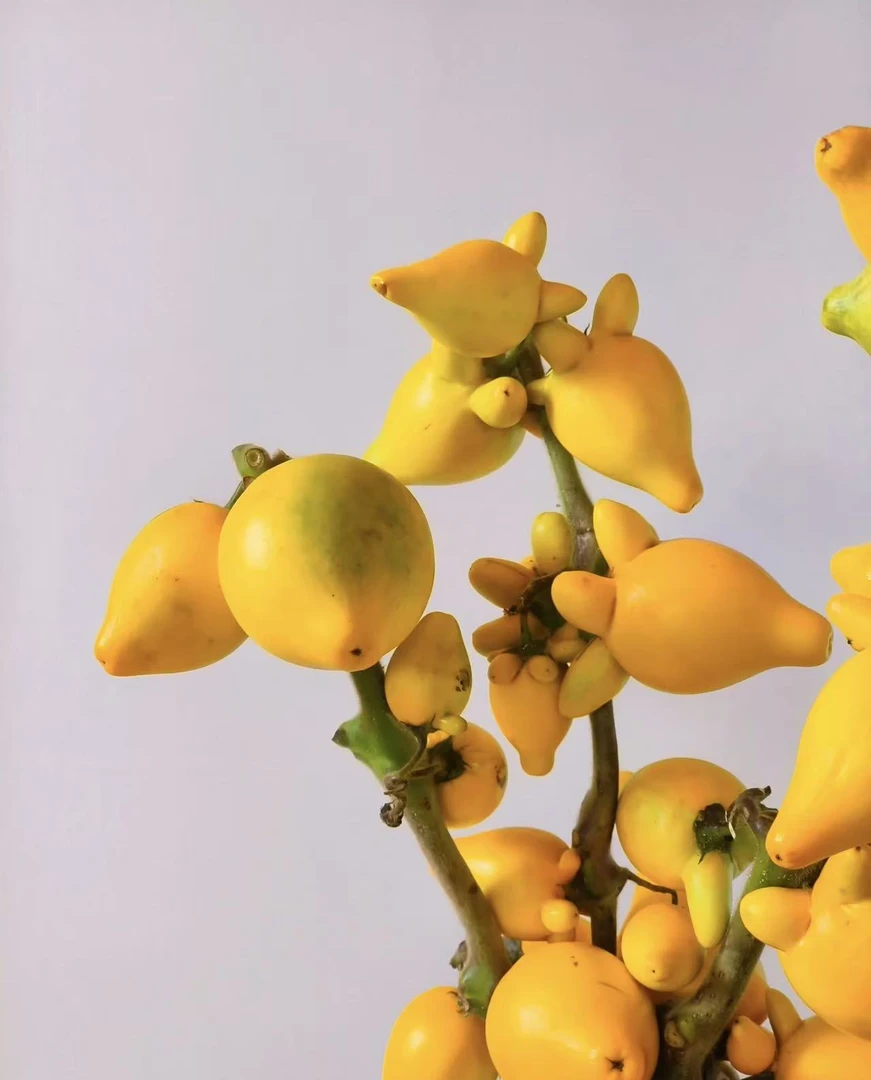 AAA级精品五代果鲜花 云南高端花材鲜花 高级 高品质